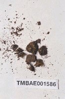 藏品(葫蘆苔屬)的圖片